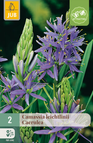 Camassia leichtlinii Caerulea