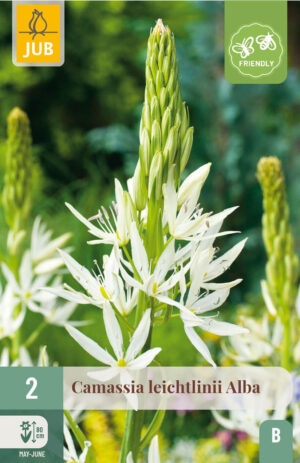Camassia leichtlinii Alba