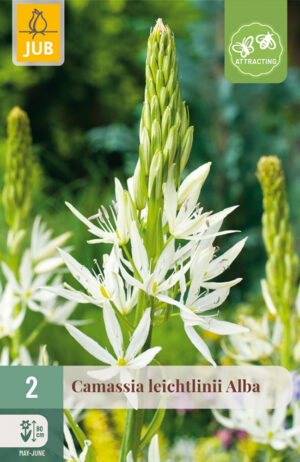 Camassia leichtlinii Alba