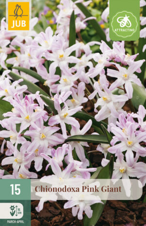 Chionodoxa forbesii Pink Giant