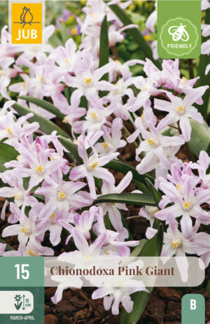 Chionodoxa forbesii Pink Giant