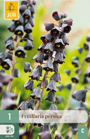 Fritillaria persica