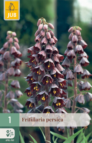 Fritillaria persica