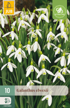 Galanthus elwesii