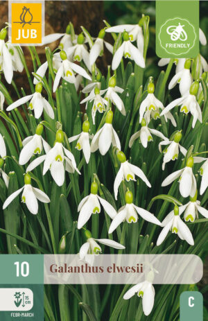 Galanthus elwesii