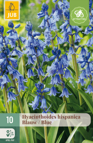 Hyacinthoides hispanica Blue