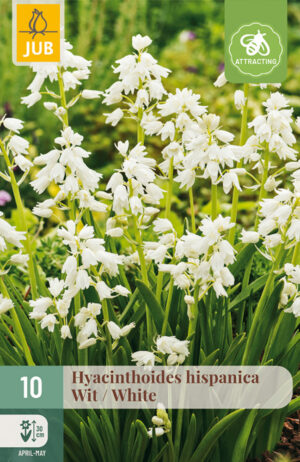 Hyacinthoides hispanica White