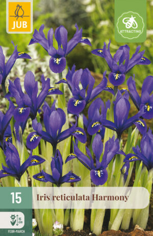 Iris reticulata Harmony
