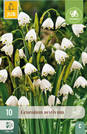 Leucojum aestivum