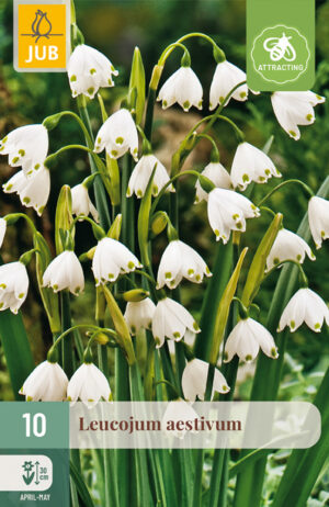 Leucojum aestivum