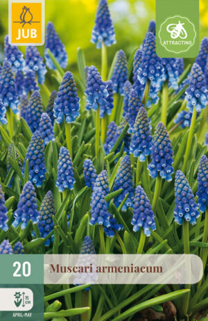 Muscari armeniacum