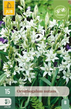 Ornithogalum nutans