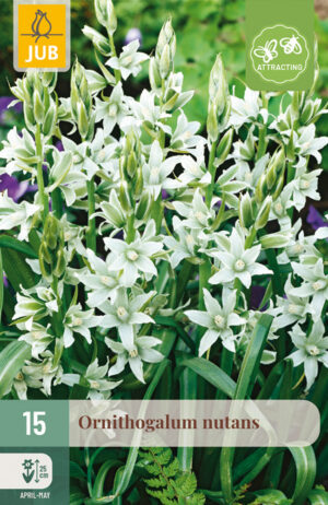 Ornithogalum nutans