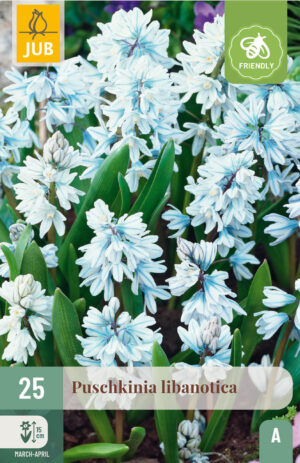 Puschkinia libanotica