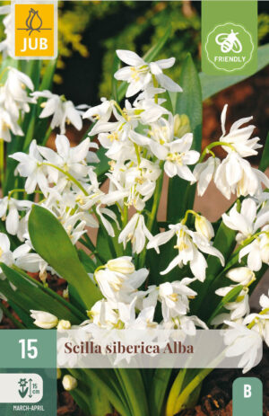 Scilla siberica Alba