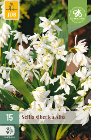 Scilla siberica Alba