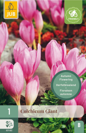 Colchicum Giant