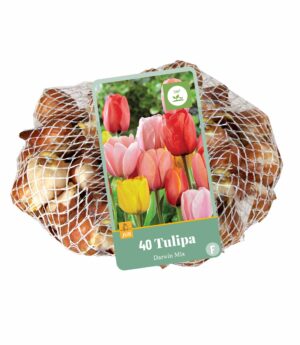 Tulipa Darwin hybride mix