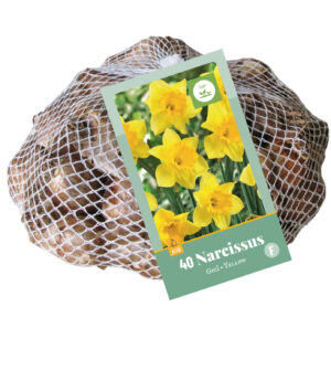 Narcissus Yellow