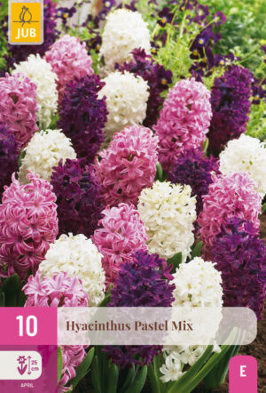 Hyacinthus pastel mix