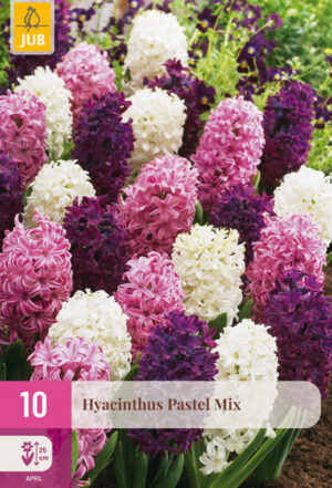 Hyacinthus pastel mix