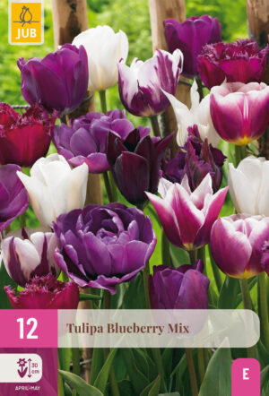 Tulipa Blueberry Mix