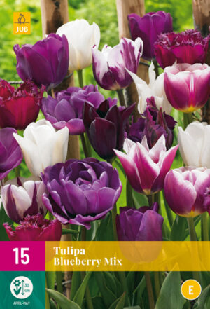 Tulipa Blueberry Mix