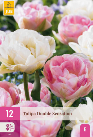 Tulipa Double Sensation