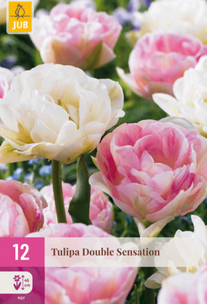 Tulipa Double Sensation
