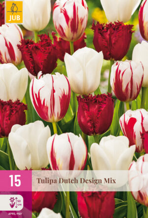 Tulipa Dutch Design Mix