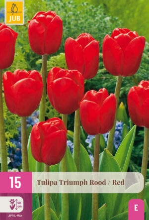 Tulipa Triumph Red