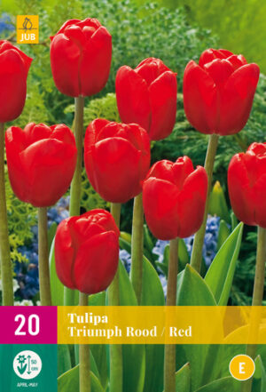 Tulipa triumph Red
