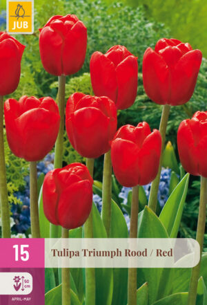 Tulipa Triumph Red