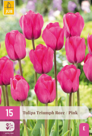 Tulipa Triumph Pink