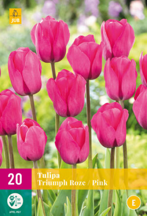 Tulipa triumph Pink