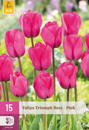 Tulipa Triumph Pink