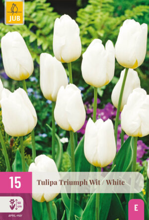 Tulipa Triumph White