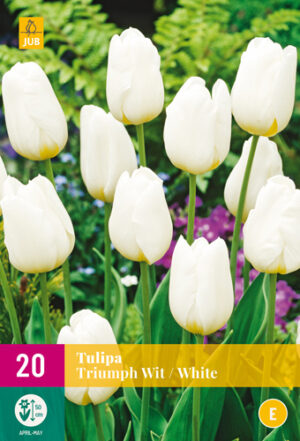Tulipa triumph White