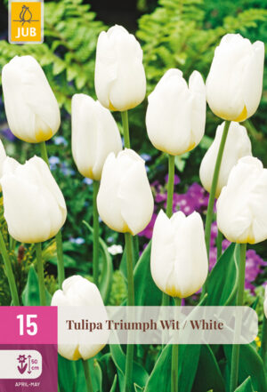 Tulipa Triumph White