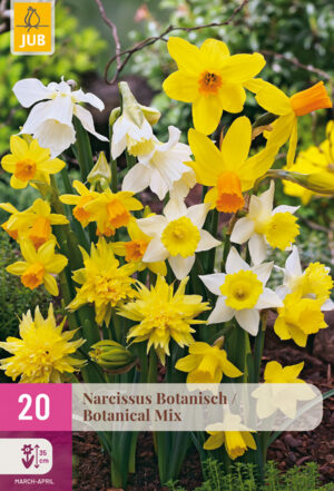 Narcissus botanische Mix