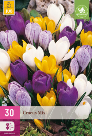 Crocus grootbloemig mix