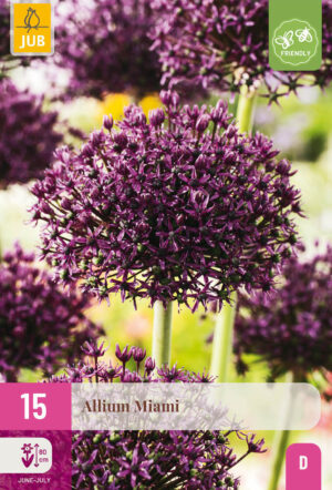 Allium Miami