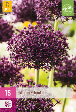 Allium Miami