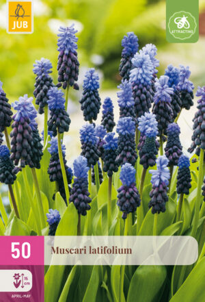 Muscari latifolium