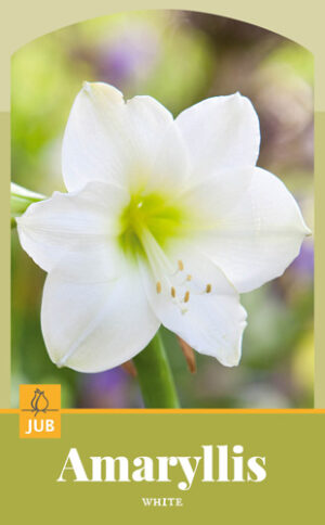 Amaryllis Bol Wit
