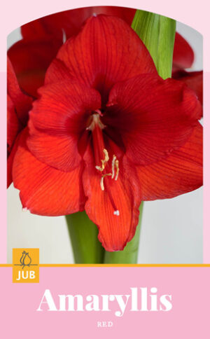 Amaryllis Bol Rood