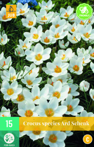 Crocus chrysantus Ard Schenk