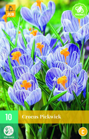 Crocus Pickwick