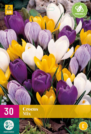Crocus grootbloemig mix