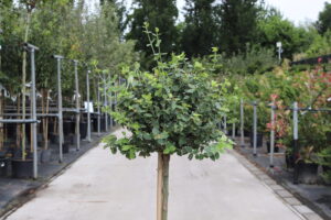 Dageraad Herhaal Charmant Heesters op stam - Zeelandplant - specialist in bomen en tuinplanten